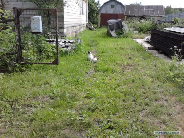 Котовторник  19.06.2012