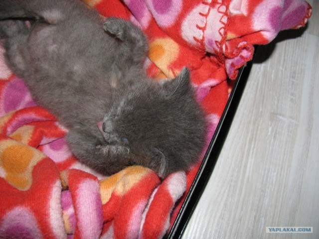 Котовторник ( 23.10. 2012. )