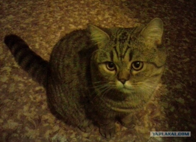 Ты не жилец, хозяин