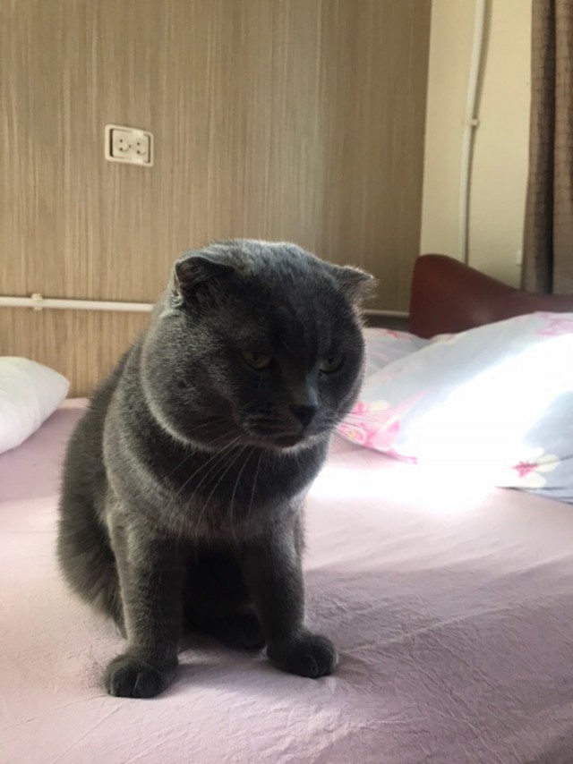Забавные фото котеек