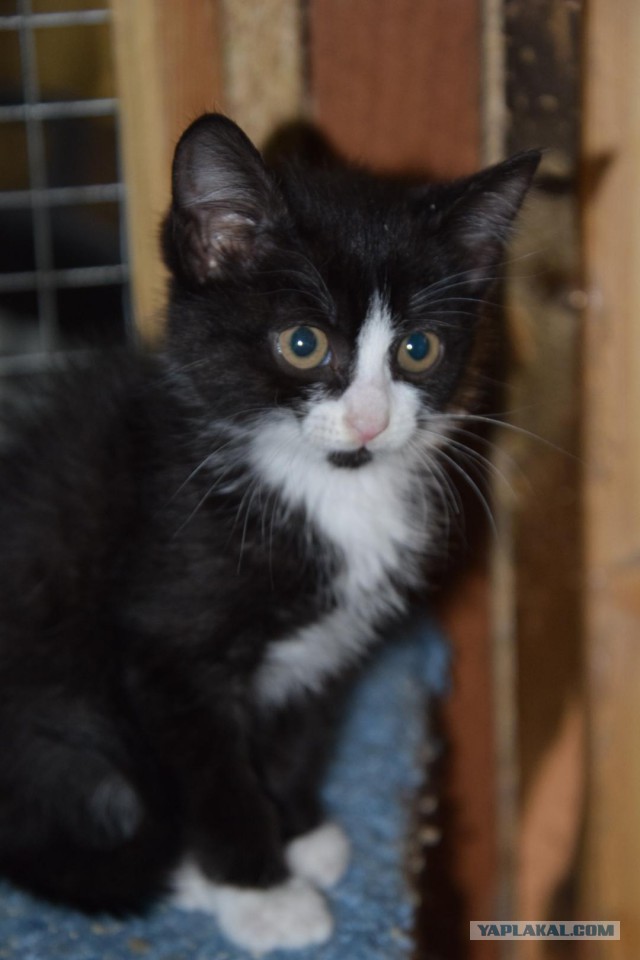 котовторник 07.05.2019