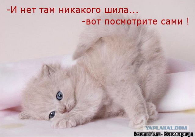Картинки с котами и про котов