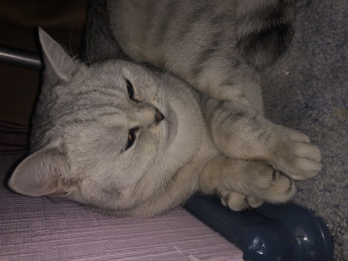 Шарик