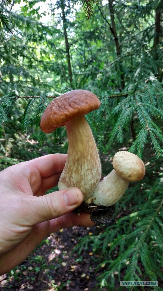 Грибы