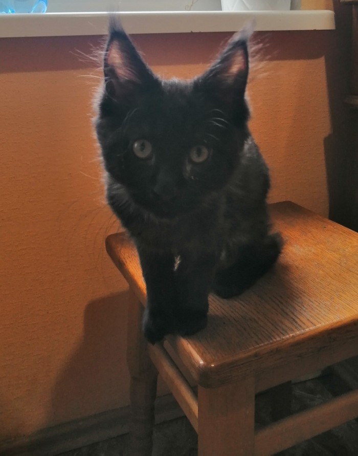 Котовторник 03.03.2020