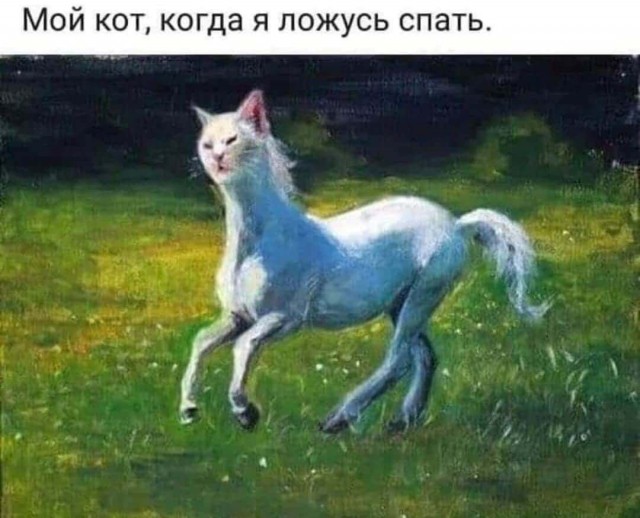 Смешные коты