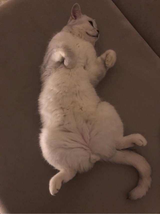 Котовторник