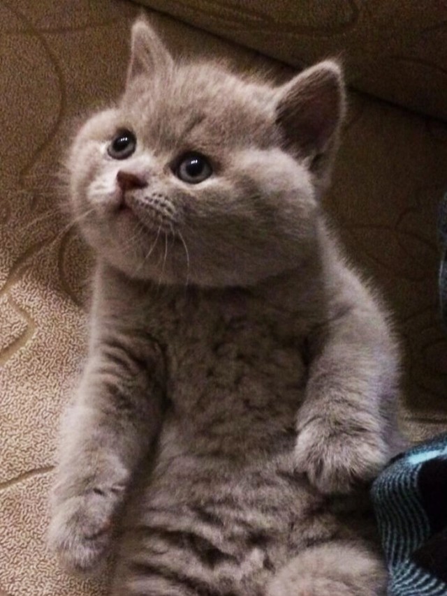 Эти забавные животные