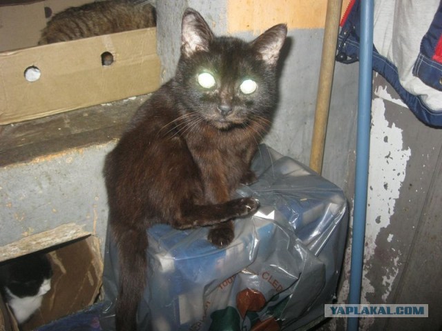 Жизнь домашнего приюта для котеек 317