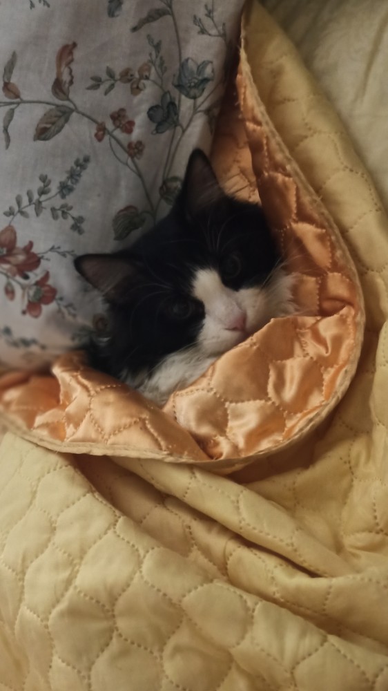 Котаны с забавным окрасом