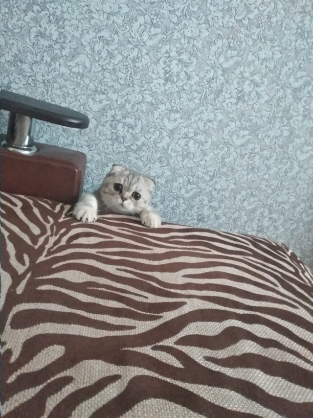Котовторник!