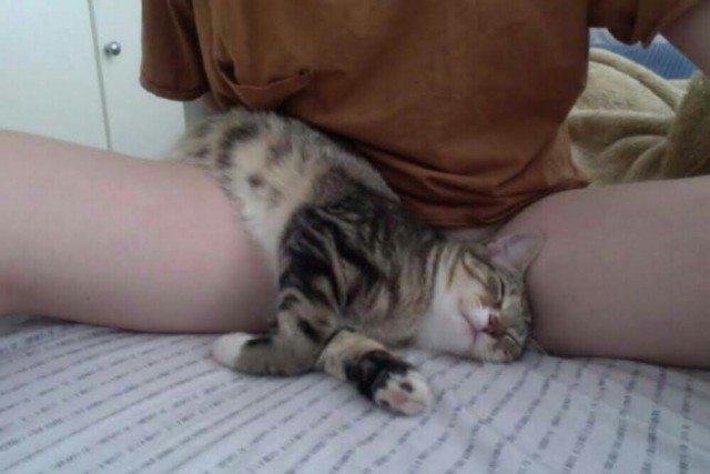 Девушки и котики