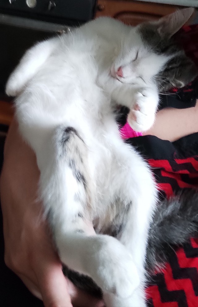 Хоба! Котовторник!