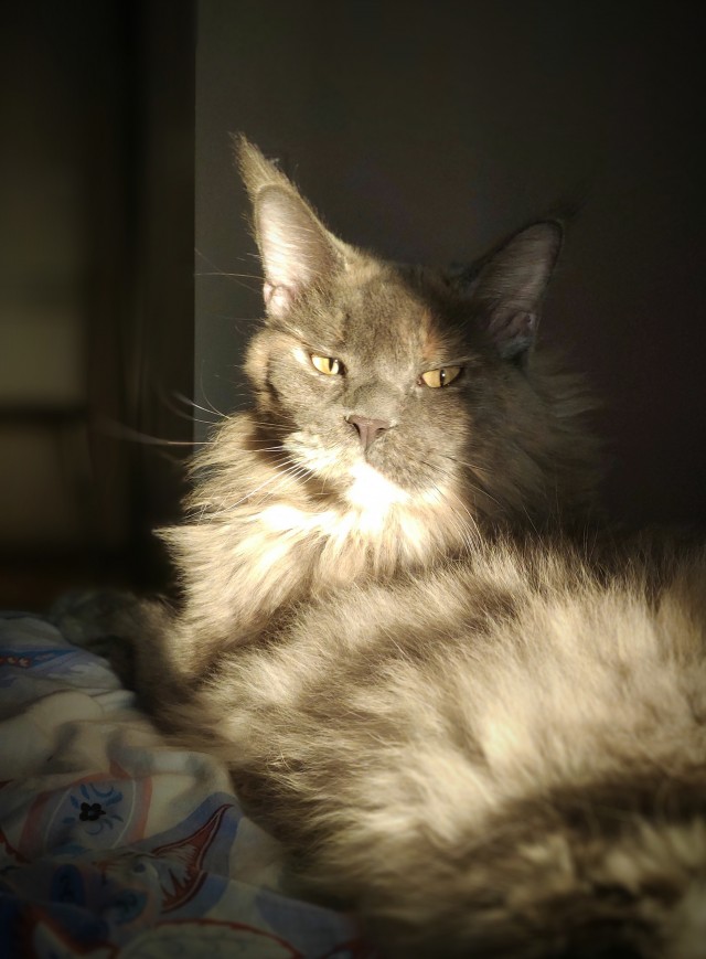 Мои личные котейки к котовторнику!