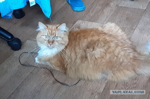 Всемирный день кошек