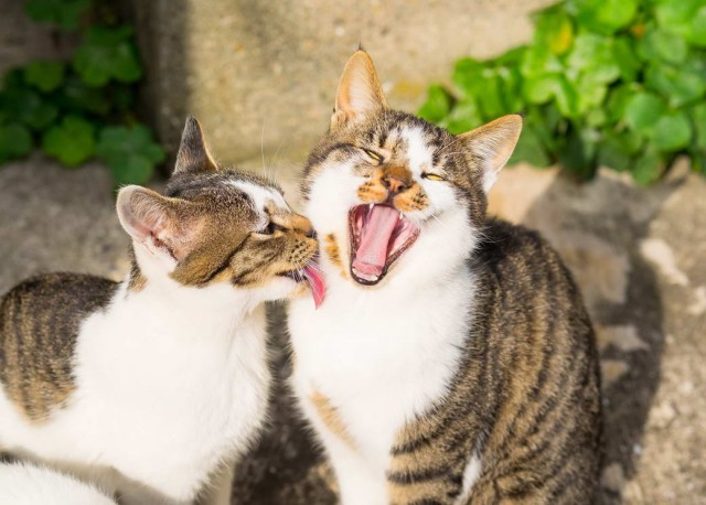 Разные котики