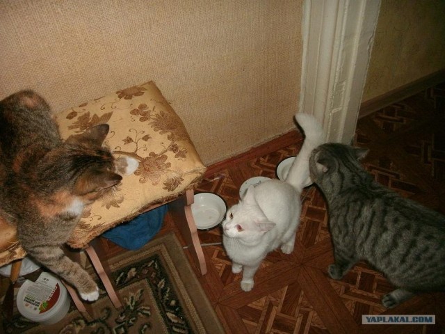 Обыграть по крупному.