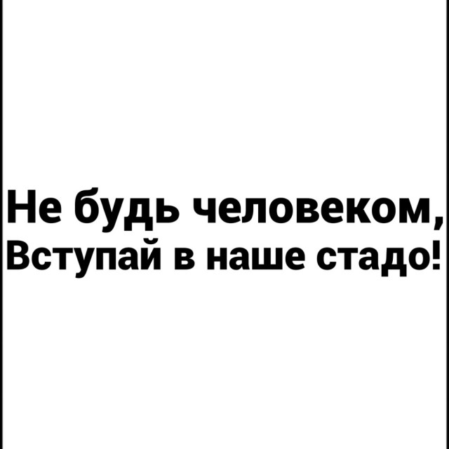 Двух баранов с куаркодами, привязали к дорожным ограждениям в центре Иркутска