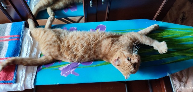 Котовторник так котовторник