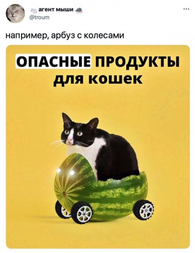 Картинки и мемы для настроения 21.12.21