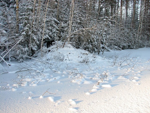 Карельский робинзон