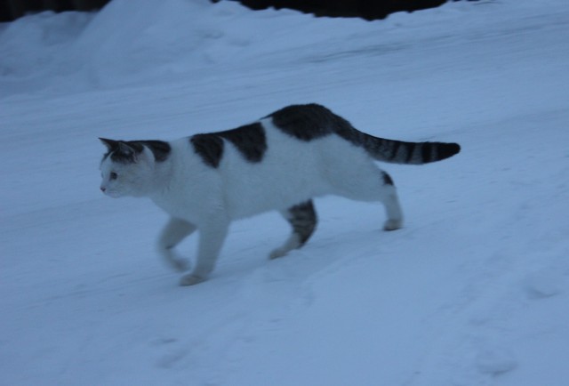 Котовторниковское