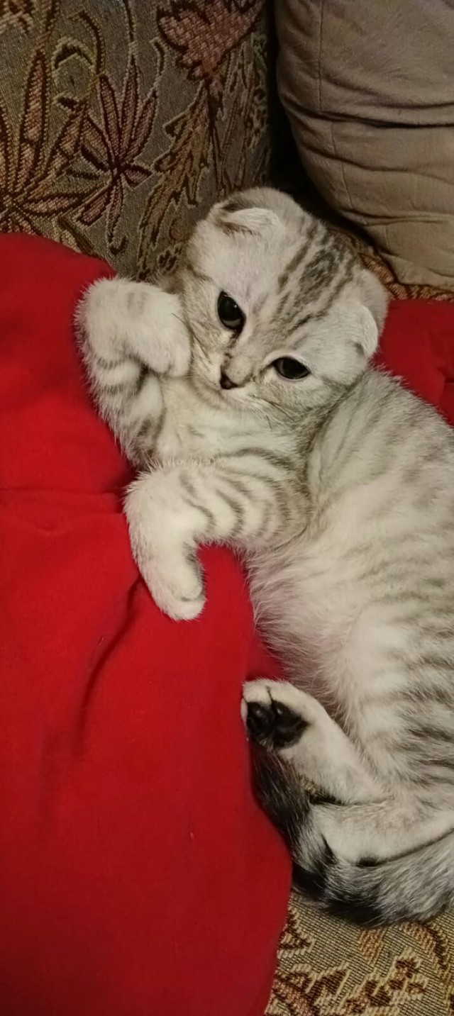 Котовторнику посвящается