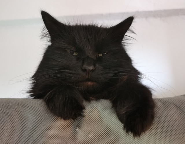 Котовторник вроде.
