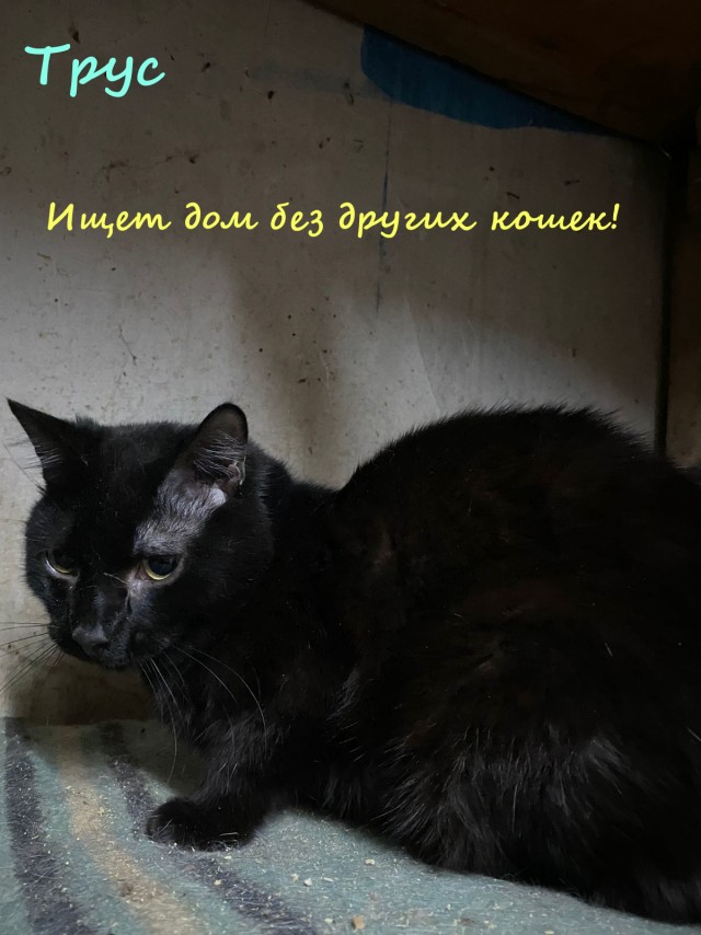 Жизнь домашнего приюта "Котоленд" 330