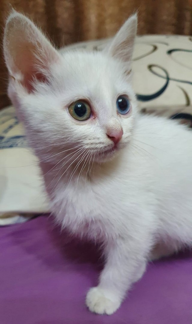 И снова день кошачий!