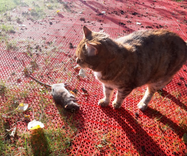Котовторник 07.06.2022