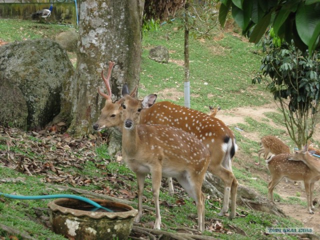 Такой разный остров Самуи