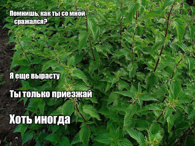 Народная меДИЧина 9011