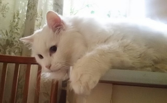 Мой котовторник