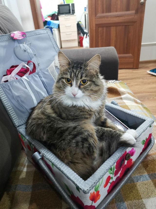 Котовторник