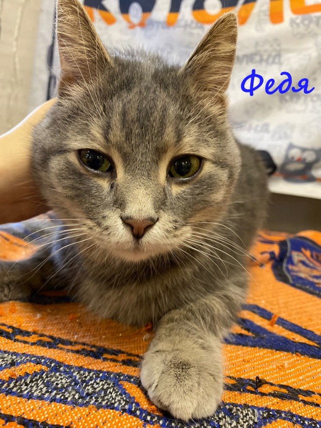Жизнь домашнего приюта "Котоленд" 373