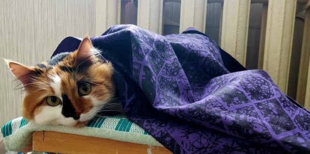 Пройдемся по котикам?!