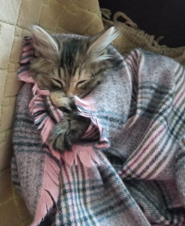 Котовторник