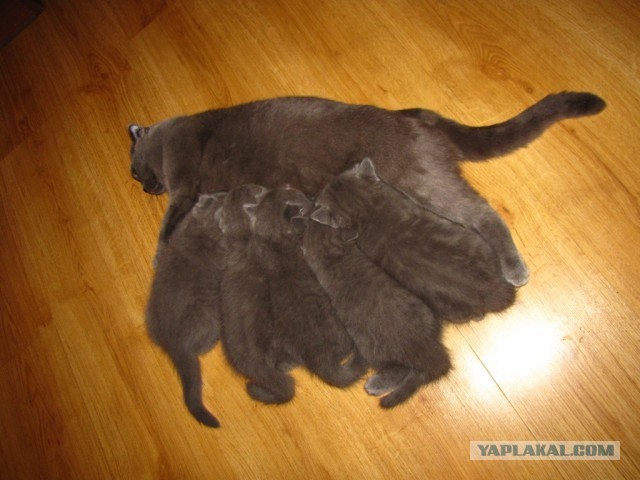 Котовторник 09.04.2013