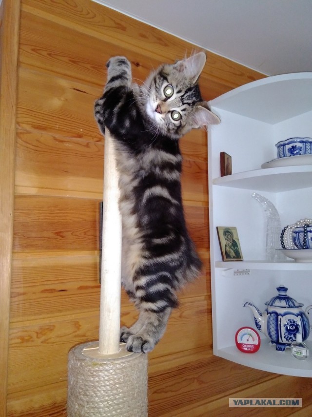 Начинаем котофторник?