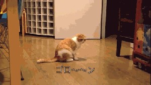 Котовторник 16.04.2013