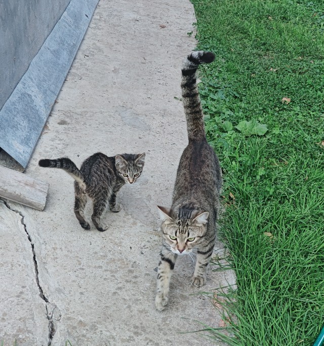 К - Котовторник ☺ Пополнение