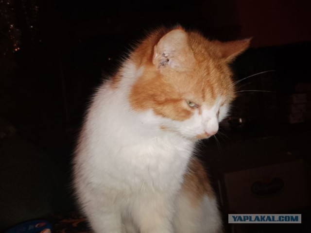 Жизнь домашнего приюта для котеек 482