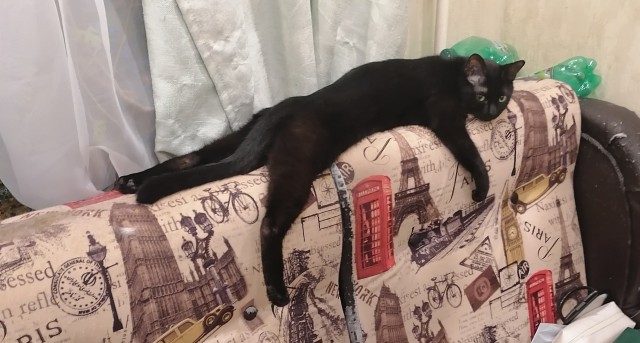 Всем кота за мой счёт. Я настаиваю