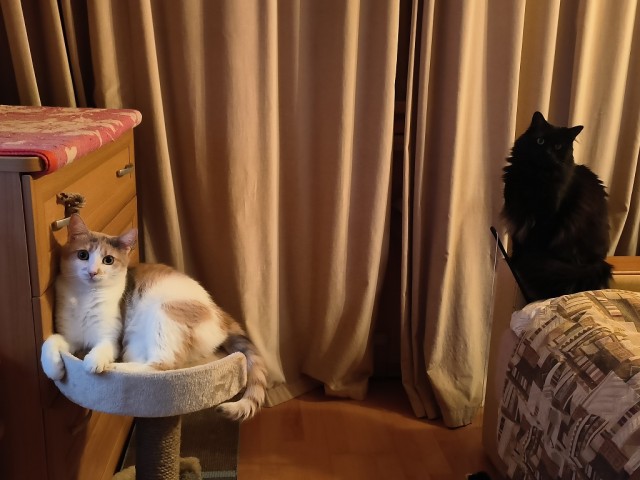 История одной кошки.