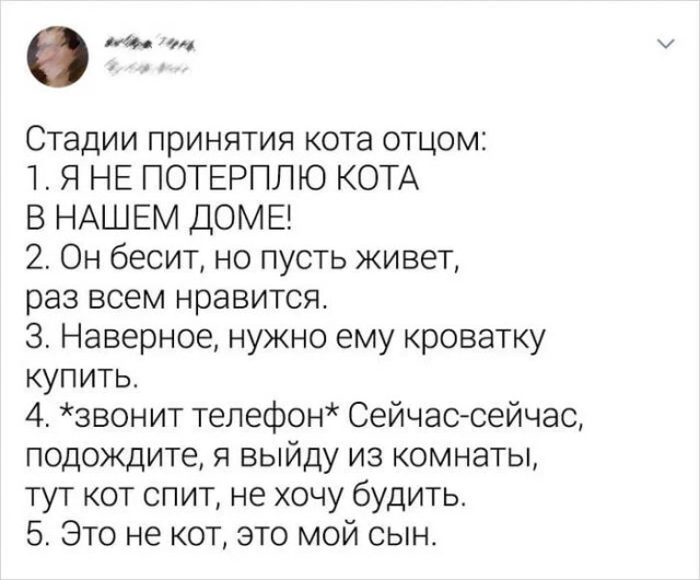 Папы всегда против котов