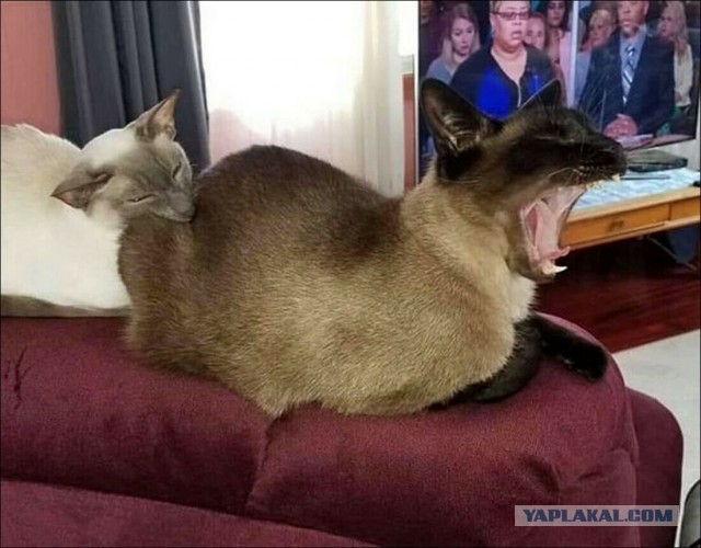Картинки не для всех