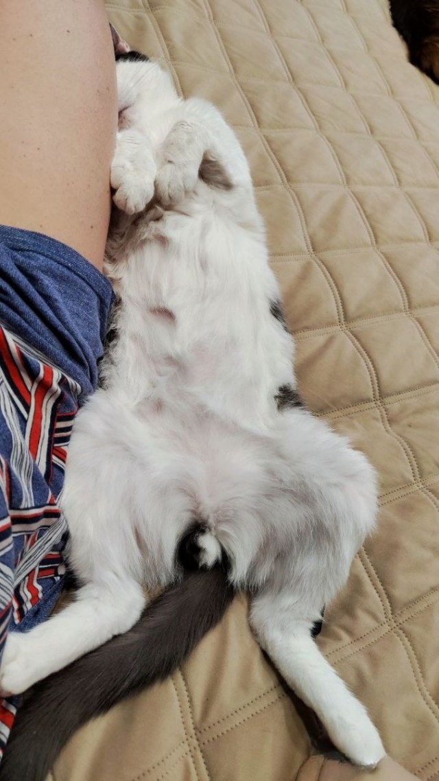 Наш кот Инь-Янь