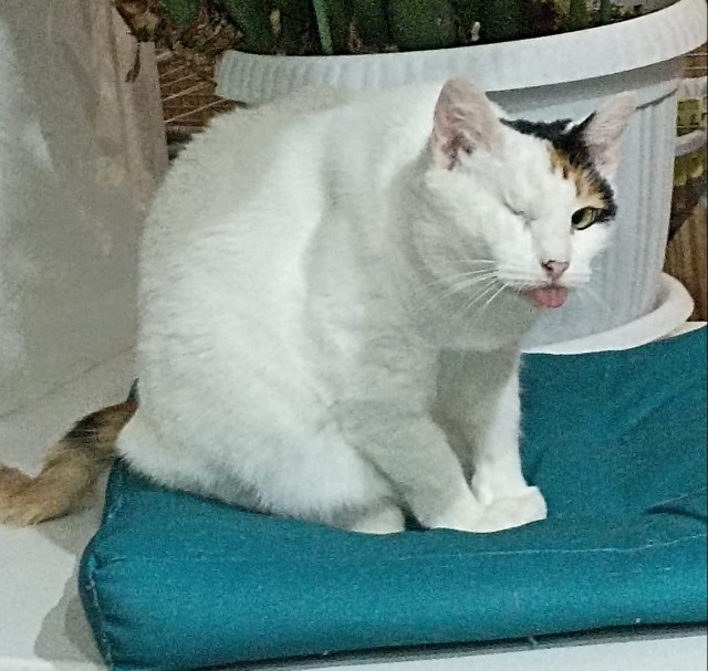 Немного моих котиков к вторнику