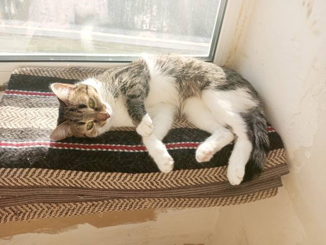 Нефотогеничный кот